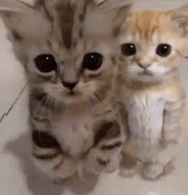 Cute gif